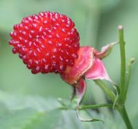 Framboisier fraise