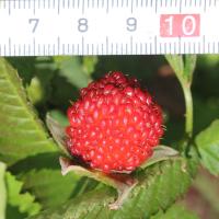 Framboisier fraise