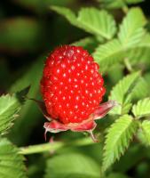 Framboisier fraise