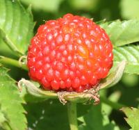 Framboisier fraise