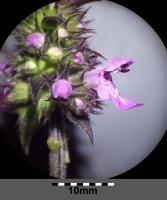 &Eacute;piaire des marais