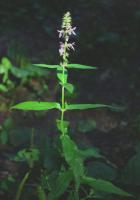 &Eacute;piaire des marais