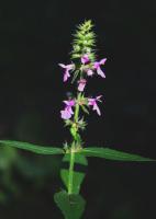 &Eacute;piaire des marais