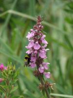 &Eacute;piaire des marais