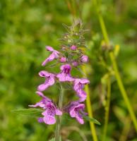 &Eacute;piaire des marais