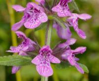 &Eacute;piaire des marais