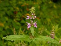 &Eacute;piaire des marais