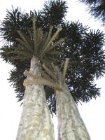 Pseudopanax ferox