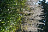 Spodiopogon de Sib&eacute;rie