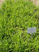 Spodiopogon de Sib&eacute;rie