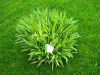 Spodiopogon de Sib&eacute;rie