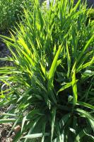 Spodiopogon de Sib&eacute;rie