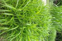 Spodiopogon de Sib&eacute;rie