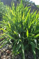 Spodiopogon de Sib&eacute;rie