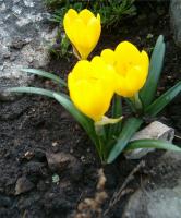 Crocus jaune d'automne