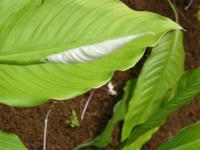 Spathiphyllum friedrichsthalii
