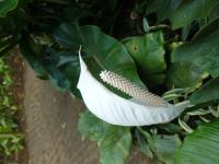 Spathiphyllum friedrichsthalii