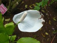 Spathiphyllum friedrichsthalii