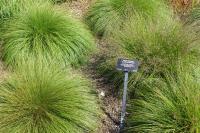 Sporobole &agrave; glumes in&eacute;gales