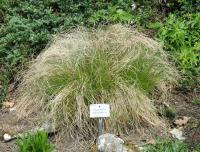 Sporobole &agrave; glumes in&eacute;gales