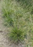 Sporobole &agrave; glumes in&eacute;gales