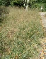 Sporobole &agrave; glumes in&eacute;gales