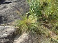 Sporobole &agrave; glumes in&eacute;gales