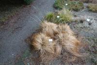 Sporobole &agrave; glumes in&eacute;gales