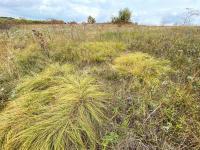 Sporobole &agrave; glumes in&eacute;gales