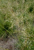 Sporobole &agrave; glumes in&eacute;gales