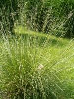 Sporobole &agrave; glumes in&eacute;gales