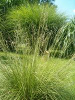 Sporobole &agrave; glumes in&eacute;gales