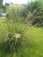 Sporobole &agrave; glumes in&eacute;gales