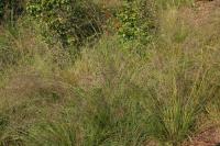 Sporobole &agrave; glumes in&eacute;gales