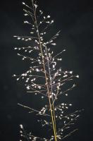 Sporobole &agrave; glumes in&eacute;gales