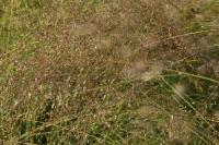 Sporobole &agrave; glumes in&eacute;gales