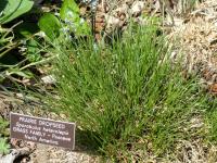 Sporobole &agrave; glumes in&eacute;gales