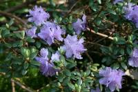 Rhododendron nain