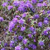 Rhododendron nain