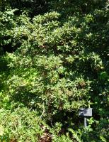 Rhododendron nain