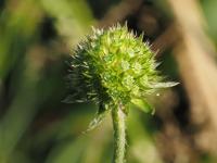 Succise des pr&eacute;s