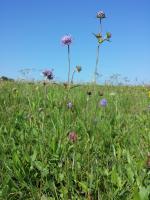 Succise des pr&eacute;s