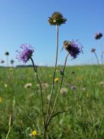 Succise des pr&eacute;s