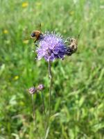 Succise des pr&eacute;s