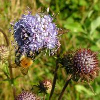 Succise des pr&eacute;s