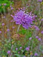 Succise des pr&eacute;s