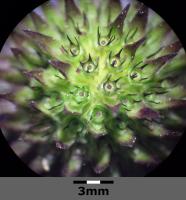 Succise des pr&eacute;s