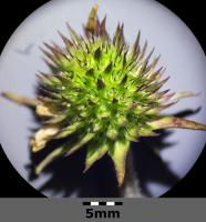 Succise des pr&eacute;s