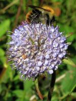 Succise des pr&eacute;s