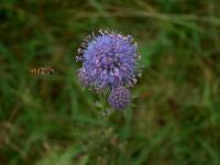 Succise des pr&eacute;s